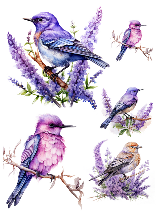 Sticker Sheet – Birds Collage Cat No. 4004