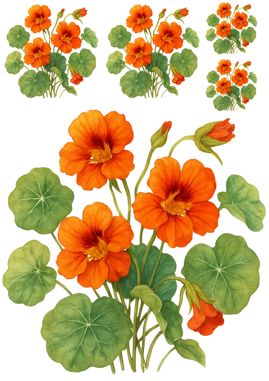 Sticker Sheet – Nasturtiums Collage Cat. No. 4433