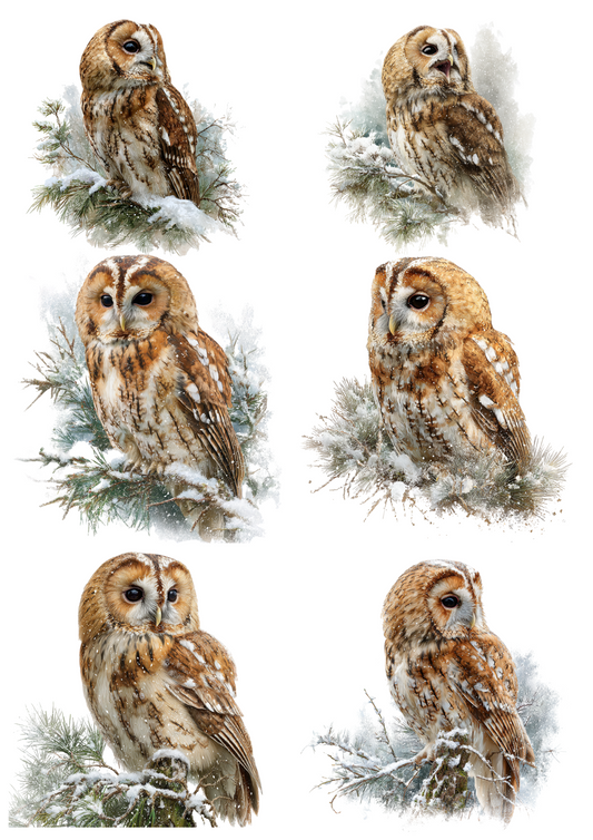 Sticker Sheet – Tawny Owl Collage Cat. No. 4877