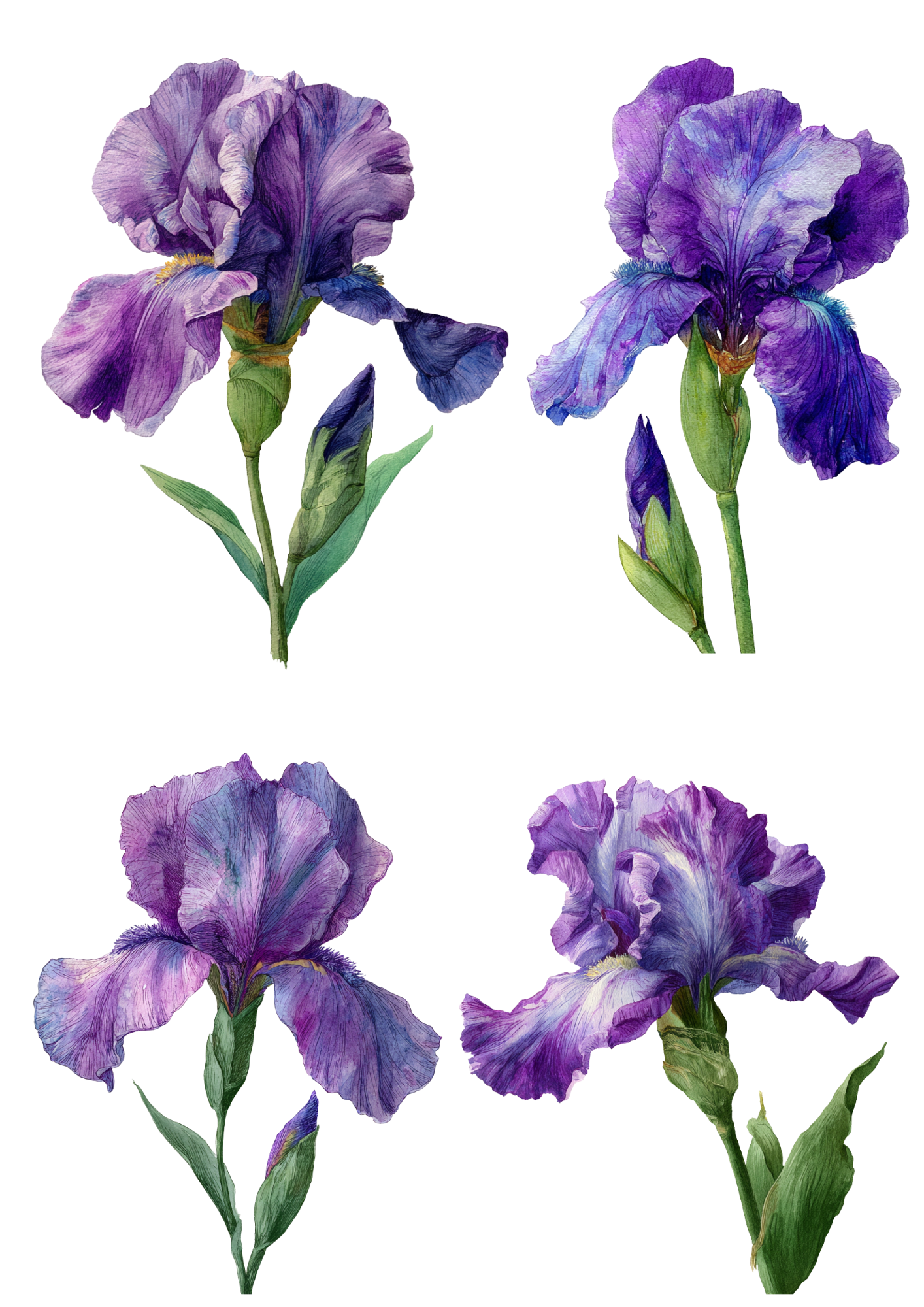 Sticker Sheet / Greeting Card – Purple Iris Collage Cat. No. 5026