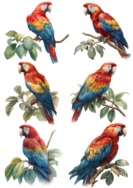 For Decoupage Macaw Parrot Collage – A4 sticker sheet – ArtClipStick