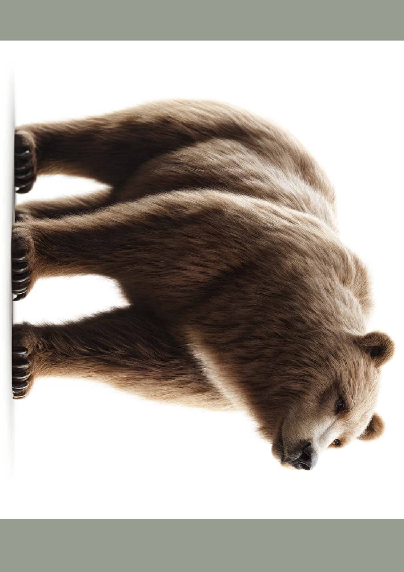 Sticker Sheet / Greeting Card – Grizzly Bear Full Cat No. 1116