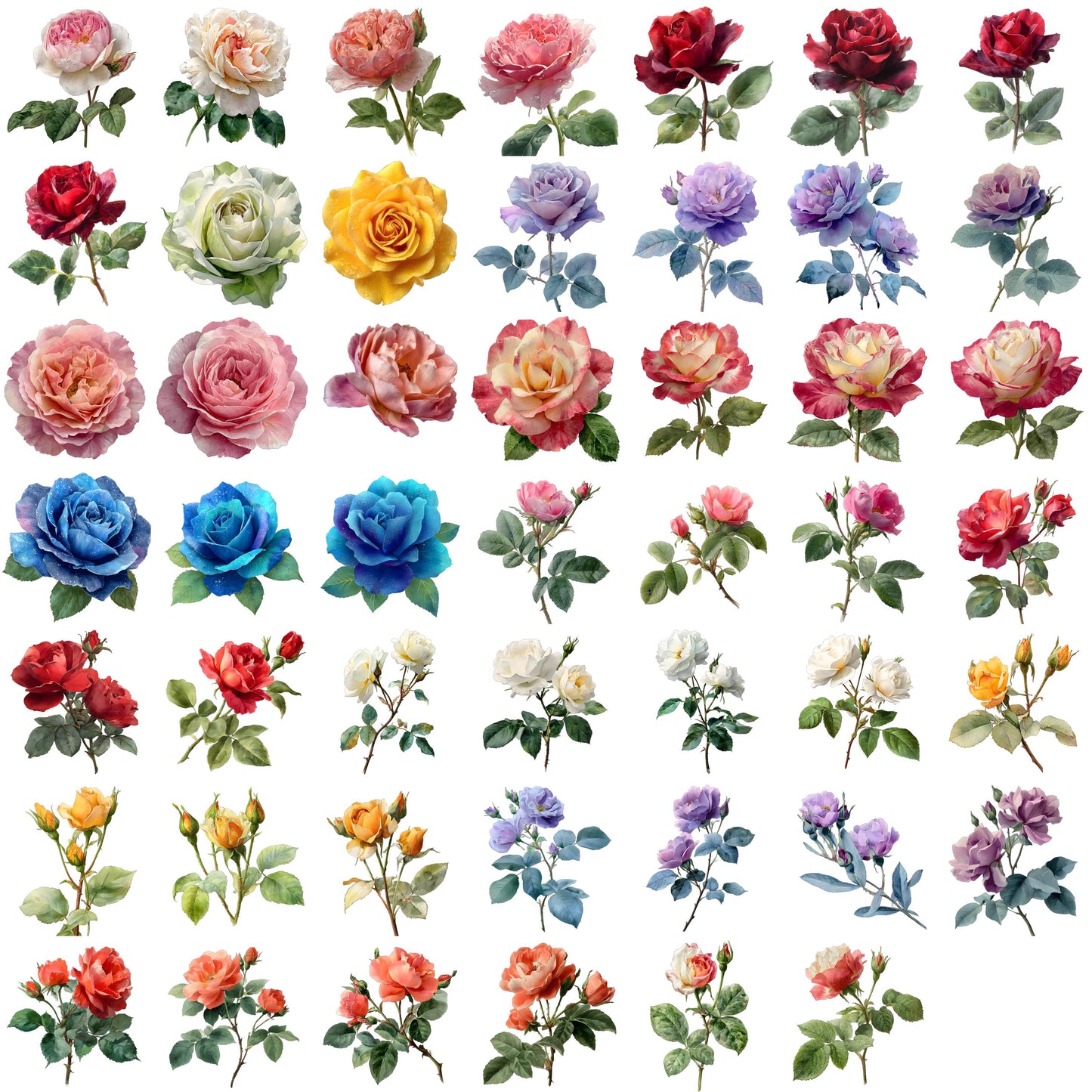 Watercolor Roses Clipart Set: 48 PNG Designs with Transparent Background