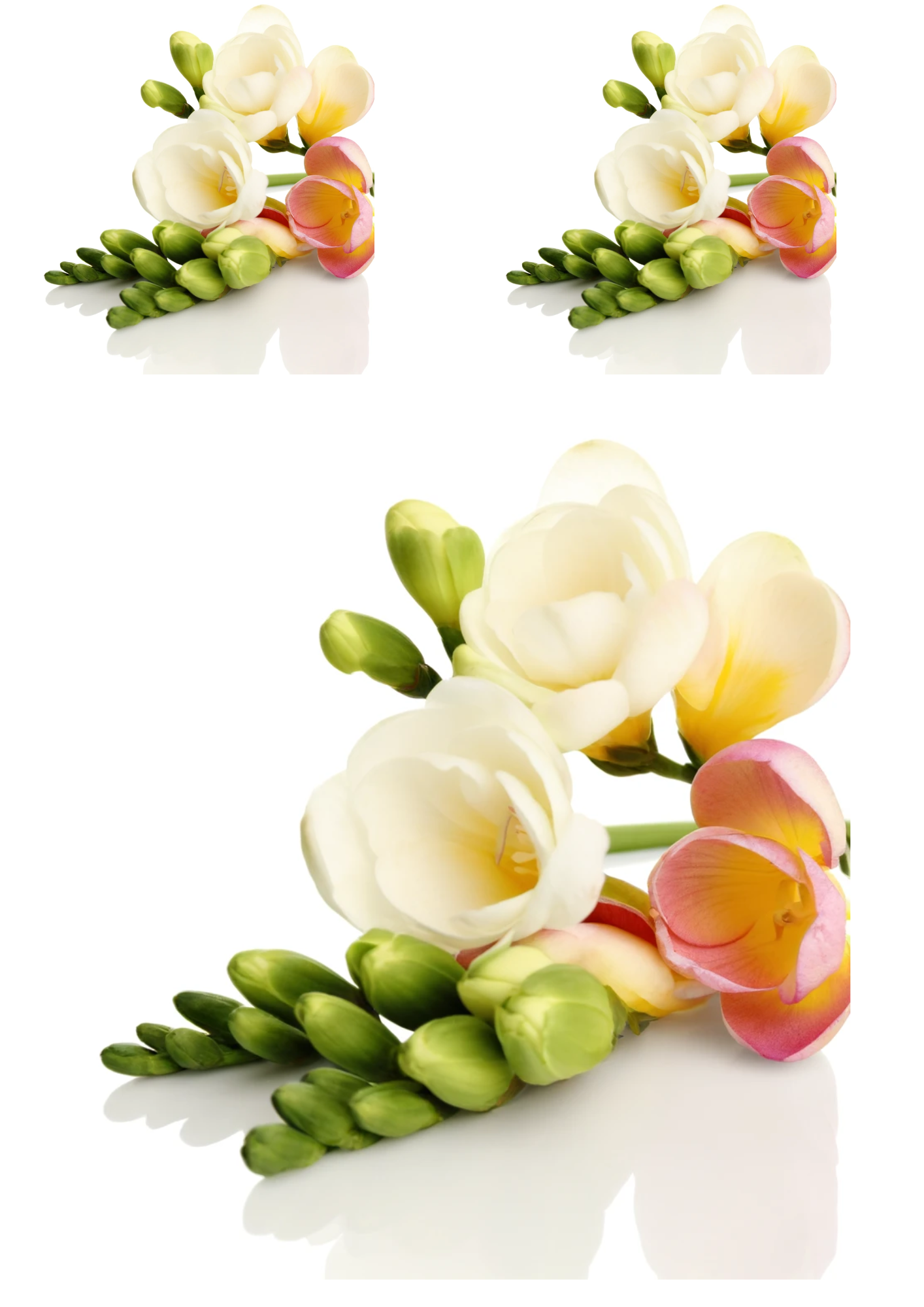 Sticker Sheet / Greeting Card – Bouquet of Freesia 1 Collage Cat No. 664