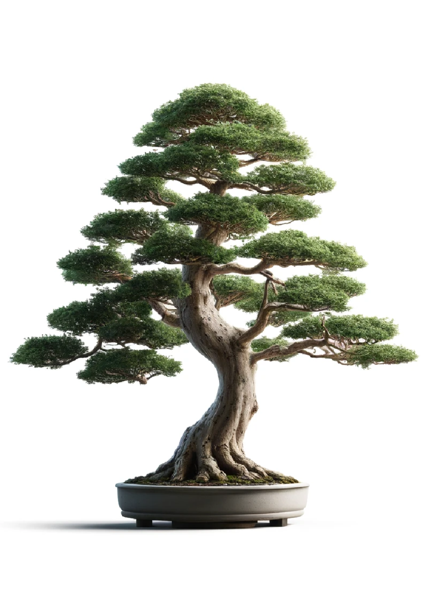 Sticker Sheet / Greeting Card – Bonsai Tree Full Cat No. 1062