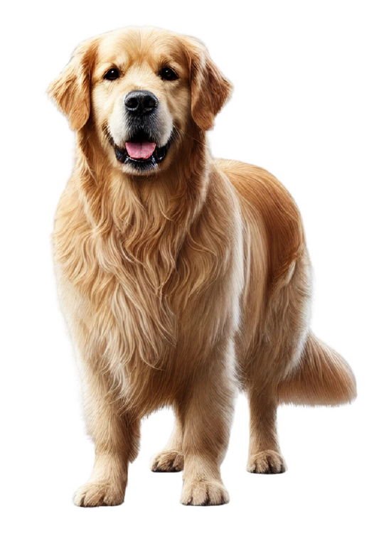 Klistremerkeark – Golden Retriver Full Cat nr. 3076