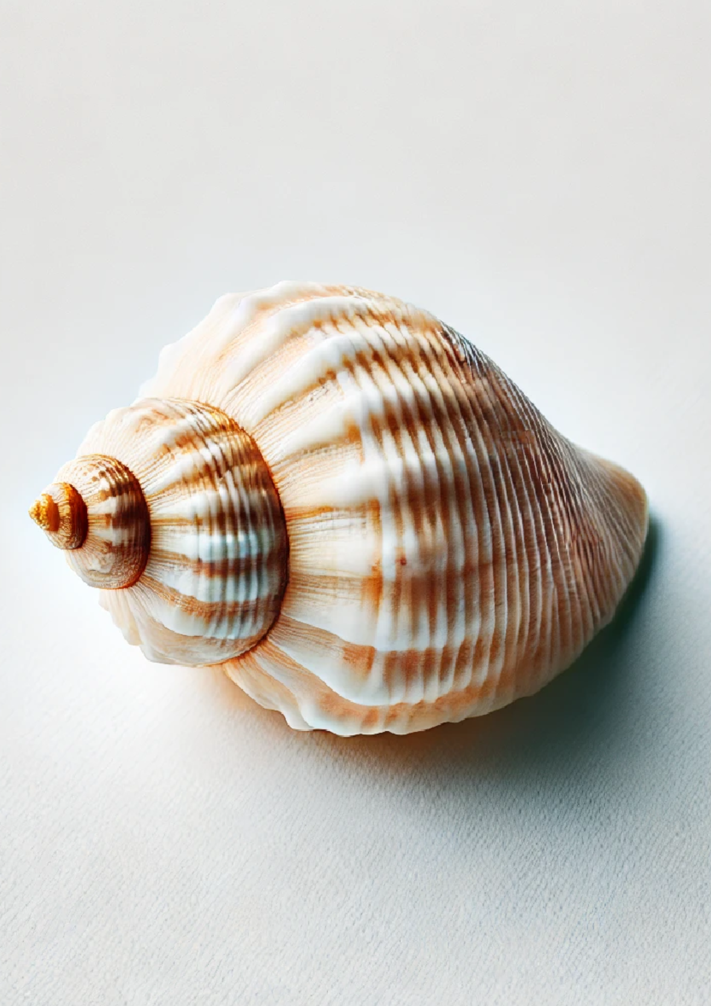 Sticker Sheet / Greeting Card – Seashell Full Cat. No. 1348