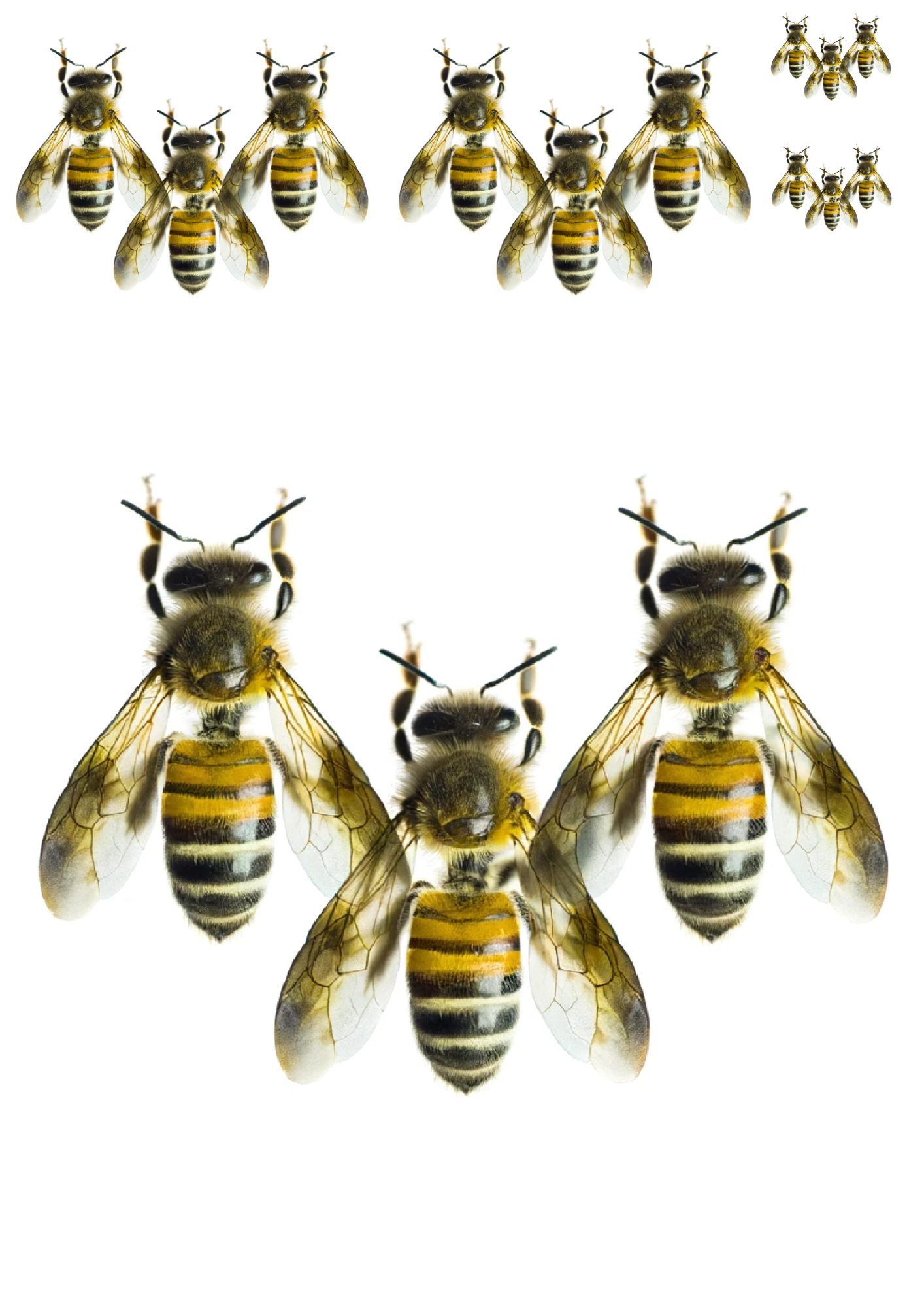 Sticker Sheet / Greeting Card – Bees 2 Collage Cat. No. 1138