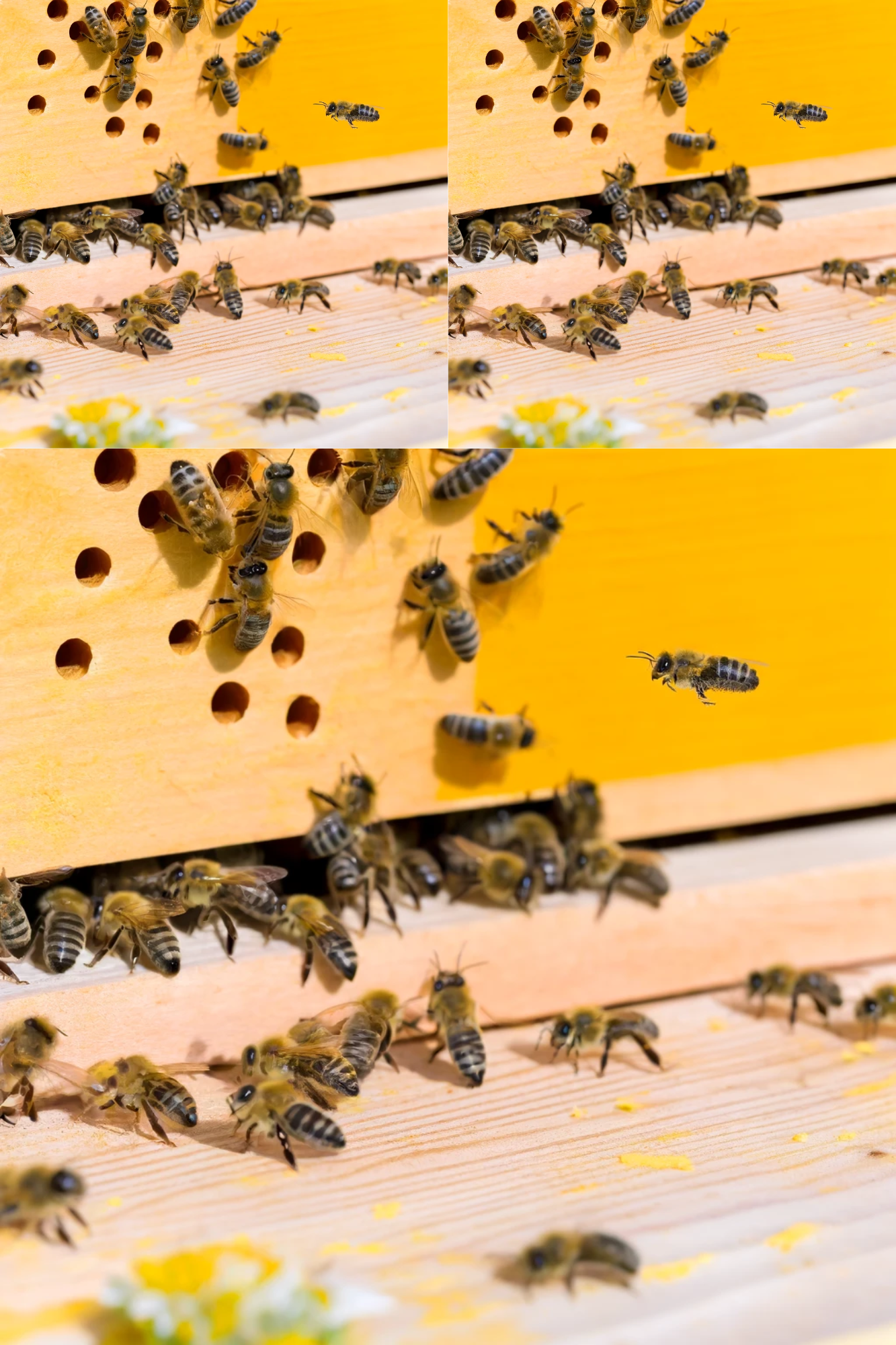 Sticker Sheet / Greeting Card – Bees Enter the Hive Cat No. 25