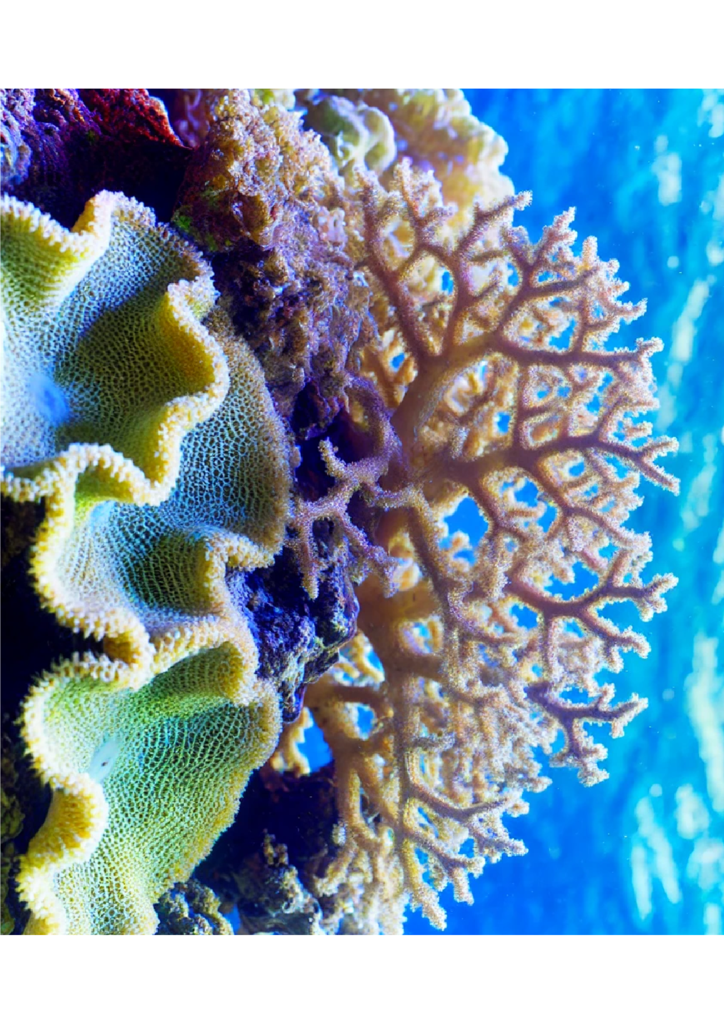 Sticker Sheet / Greeting Card – Coral Reef 2 Full Cat. No. 1374