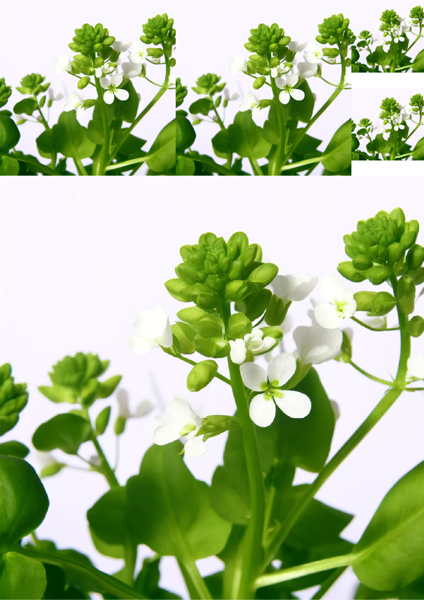 Sticker Sheet / Greeting Card – Watercress 2 Colage Cat. No. 1152