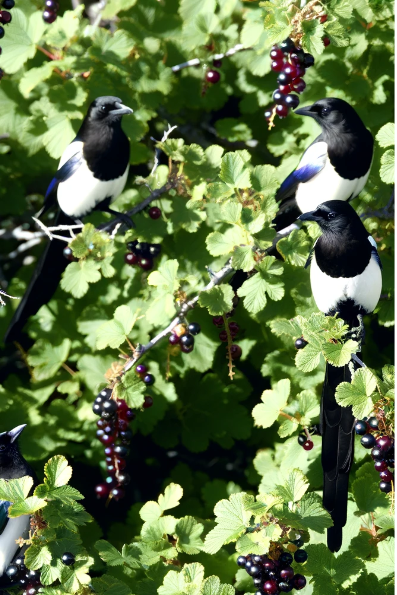 Sticker Sheet / Greeting Card – Magpies On Blackcurrant 2 Full Cat No. 802