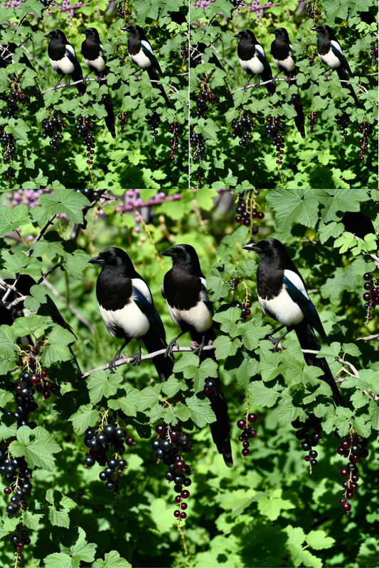 Sticker Sheet – Magpies On Blackcurrant Collage Cat No. 799