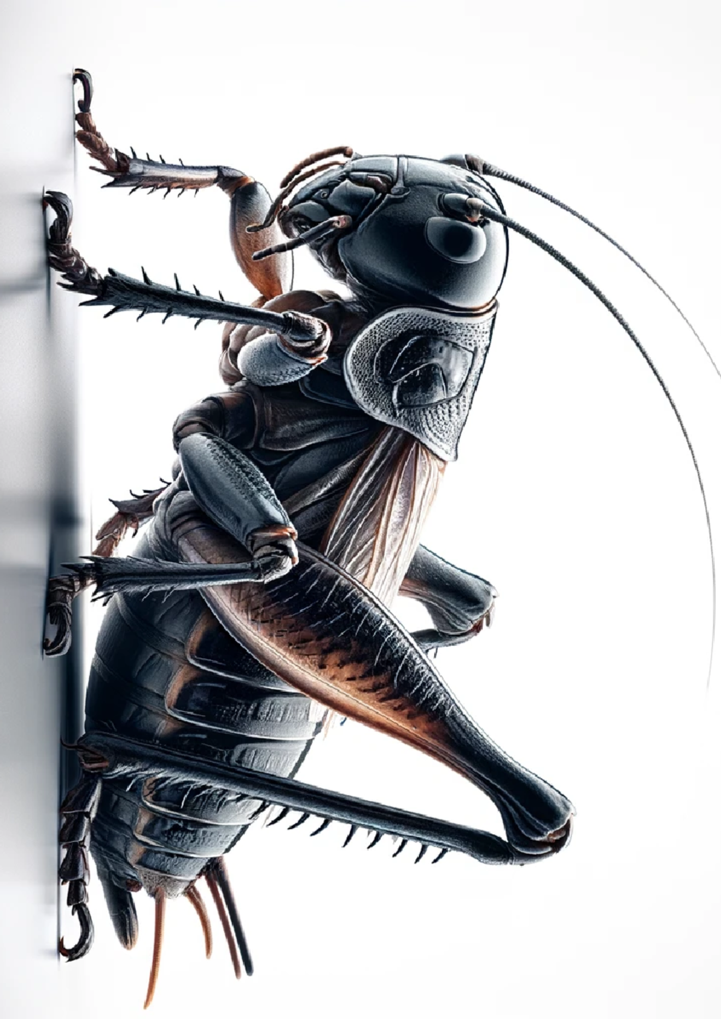 Sticker Sheet / Greeting Card – Cricket Full, Cat. No. 1173