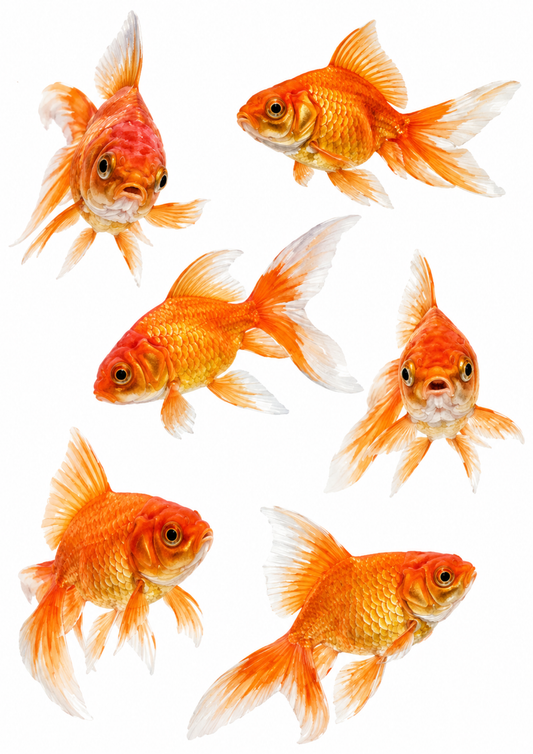 Sticker Sheet / Greeting Card – Gold Fish Collage Cat. No. 10200