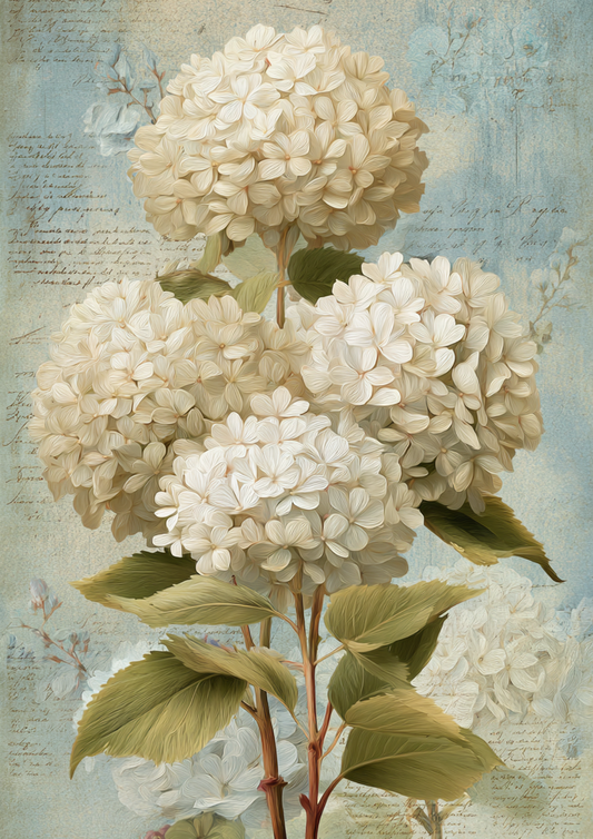 Sticker Sheet / Greeting Card – White Hydrangea Full Cat. No 10559