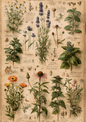 Sticker Sheet / Greeting Card – Vintage Botanical Herbarium Journaling Page Full Cat. No 10571