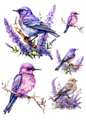 Wall Art Poster / Greeting Card / Sticker Sheet – Birds Collage Cat No. 4004