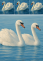 Wall Art Poster / Greeting Card / Sticker Sheet – Swans On The Water Collage Cat. No. 4417