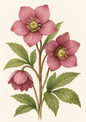 Wall Art Poster / Greeting Card / Sticker Sheet – Pink Hellebores Full Cat. No. 4498