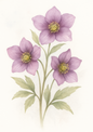 Wall Art Poster / Greeting Card / Sticker Sheet – Purple Hellebores Full Cat. No. 4499
