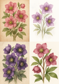 Stickerbogen – Helleborus, verschiedene Farben, Collage, Kat.-Nr. 4500