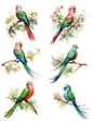 Wall Art Poster / Greeting Card / Sticker Sheet – Birds of Paradise Exotic Collage Cat. No. 4519