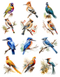 Wall Art Poster / Greeting Card / Sticker Sheet – Birds Various Collage Cat. No. 4524