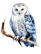 Wall Art Poster / Greeting Card / Sticker Sheet – Owl Full Cat. No. 4525