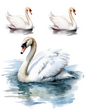 Wall Art Poster / Greeting Card / Sticker Sheet – Swan Collage Cat. No. 4577
