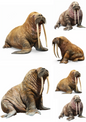 Wall Art Poster / Greeting Card / Sticker Sheet – Walrus Collage Cat. No. 4841
