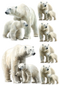 Wall Art Poster / Greeting Card / Sticker Sheet – Polar Bears Collage Cat. No. 4923