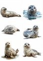 Wall Art Poster / Greeting Card / Sticker Sheet – Seal Collage Cat. No. 4925