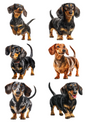 Wall Art Poster / Greeting Card / Sticker Sheet – Dachshund Collage Cat. No. 5030