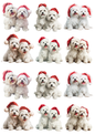 Sticker Sheet Maltese Dog in Christmas Hat Collage Cat. No. 5139
