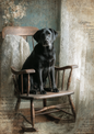Wall Art Poster / Greeting Card / Sticker Sheet – Labrador On A Rocking Chair Full Cat. No. 5163