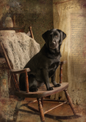 Wall Art Poster / Greeting Card / Sticker Sheet – Labrador On A Rocking Chair Full Cat. No. 5166