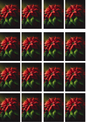Wall Art Poster / Greeting Card / Sticker Sheet – Poinsettia On Black Background Collage 12 Cat. No. 5171