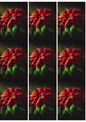 Wall Art Poster / Greeting Card / Sticker Sheet – Poinsettia On Black Background Collage 9 Cat. No. 5172
