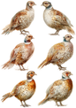 Wall Art Poster / Greeting Card / Sticker Sheet – Pheasant Female Collage Cat. No. 5219