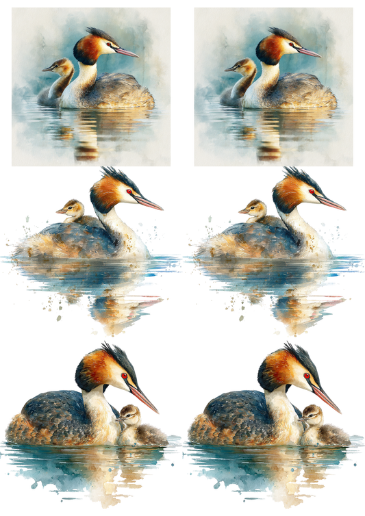 Sticker Sheet / Greeting Card – Grebe With Chick Collage Cat. No. 5223