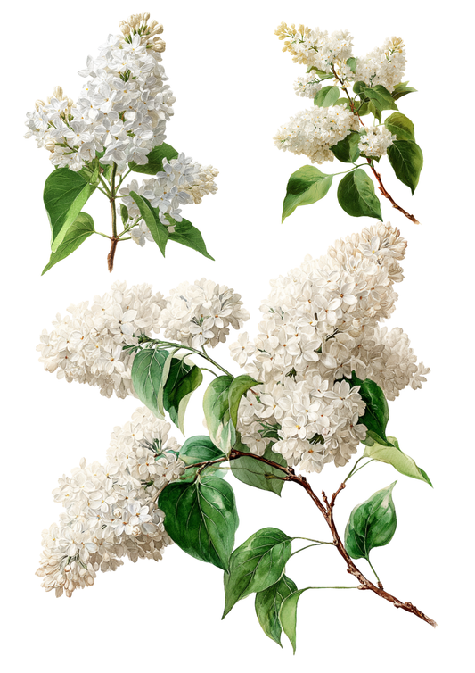 Sticker Sheet / Greeting Card – White Elderberry Branches Collage Cat. No. 5658
