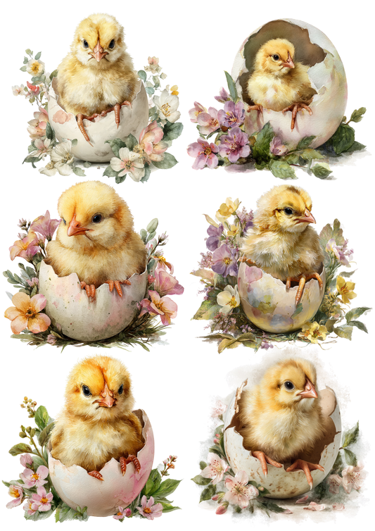 Sticker Sheet / Greeting Card – Hatching Chicken Collage Cat. No. 5675