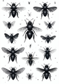 Sticker Sheet / Greeting Card – Gothic Fly Collage Cat. No. 8729
