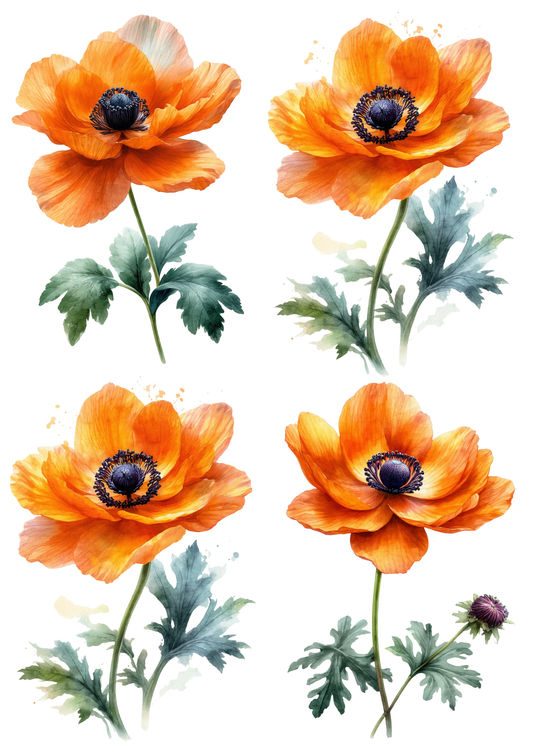 Sticker Sheet / Greeting Card – Watercolor Orange Anemone Collage Cat. No. 8741