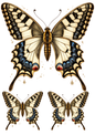 Sticker Sheet / Greeting Card – Butterfly Collage Cat. No. 9140