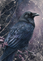 Sticker Sheet / Greeting Card – Mistic Raven Full Cat. No. 9406