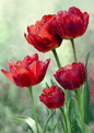 Sticker Sheet / Greeting Card – Spring Red Tulips Full Cat. No. 9535