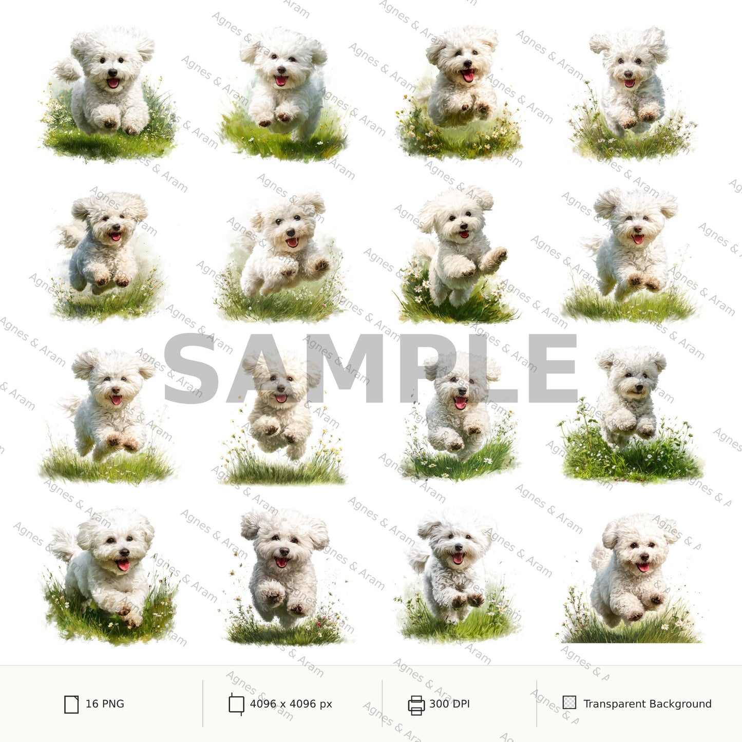 Bichon Frise Clipart Set: 16 PNG, Transparent Background Clipart(Instant Download)
