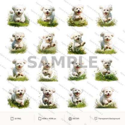 Bichon Frise Clipart Set: 16 PNG, Transparent Background Clipart(Instant Download)